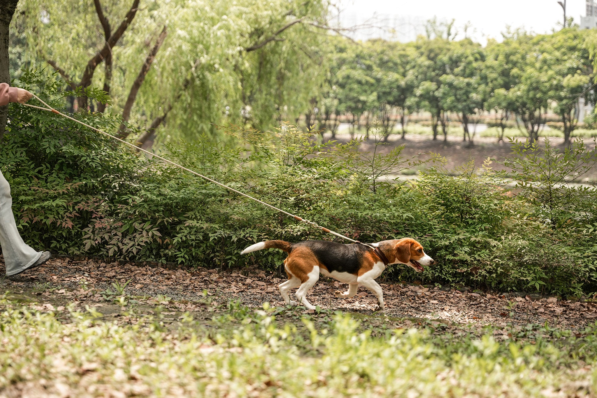 Dog wearing the Everyday Walk Set with braided leather collar and leash during a calm outdoor walk.