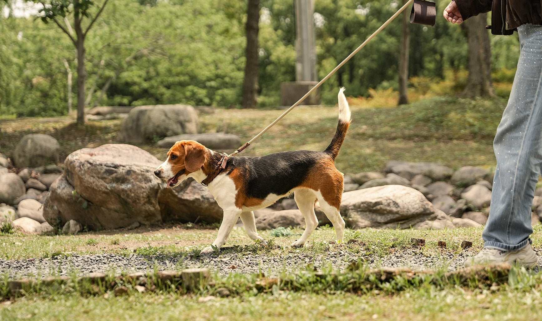 Dog wearing the Everyday Walk Set with braided leather collar and leash during a calm outdoor walk.