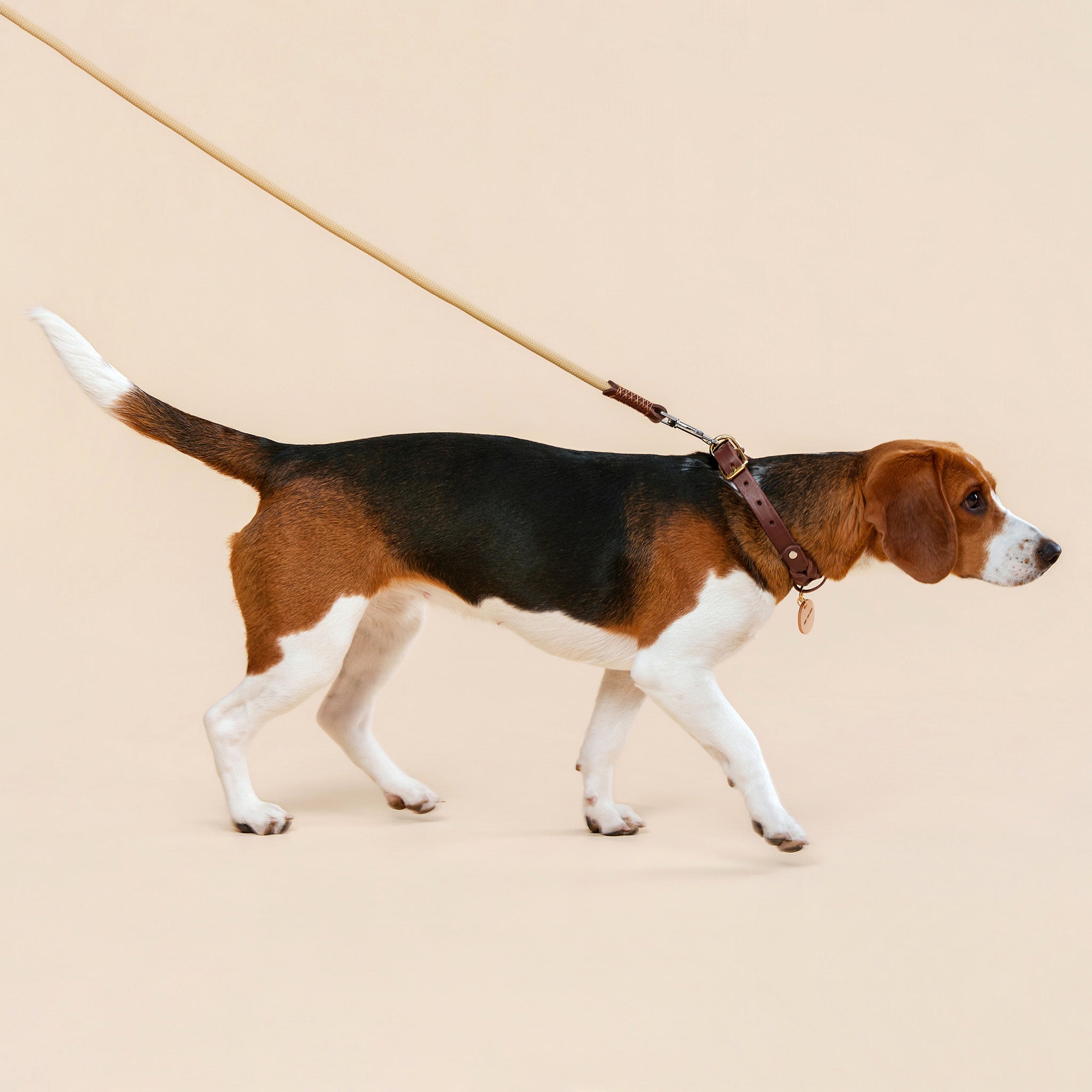 Dog wearing the Everyday Walk Set with braided leather collar and leash during a daily walk.