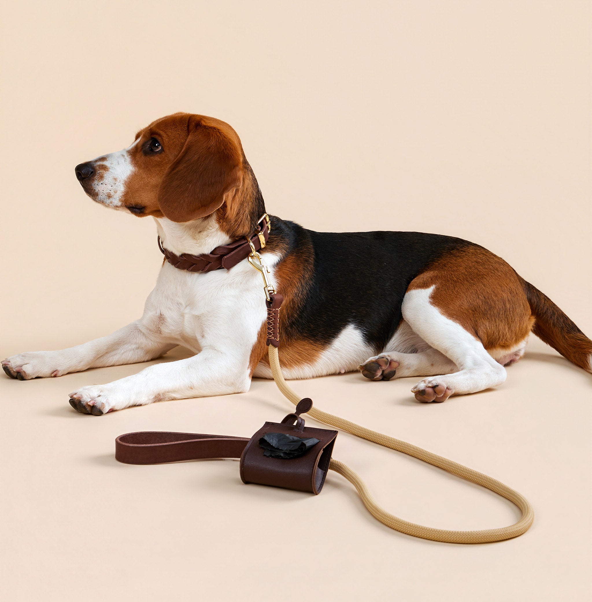Dog wearing the Everyday Walk Set with braided leather collar and leash during a daily walk.