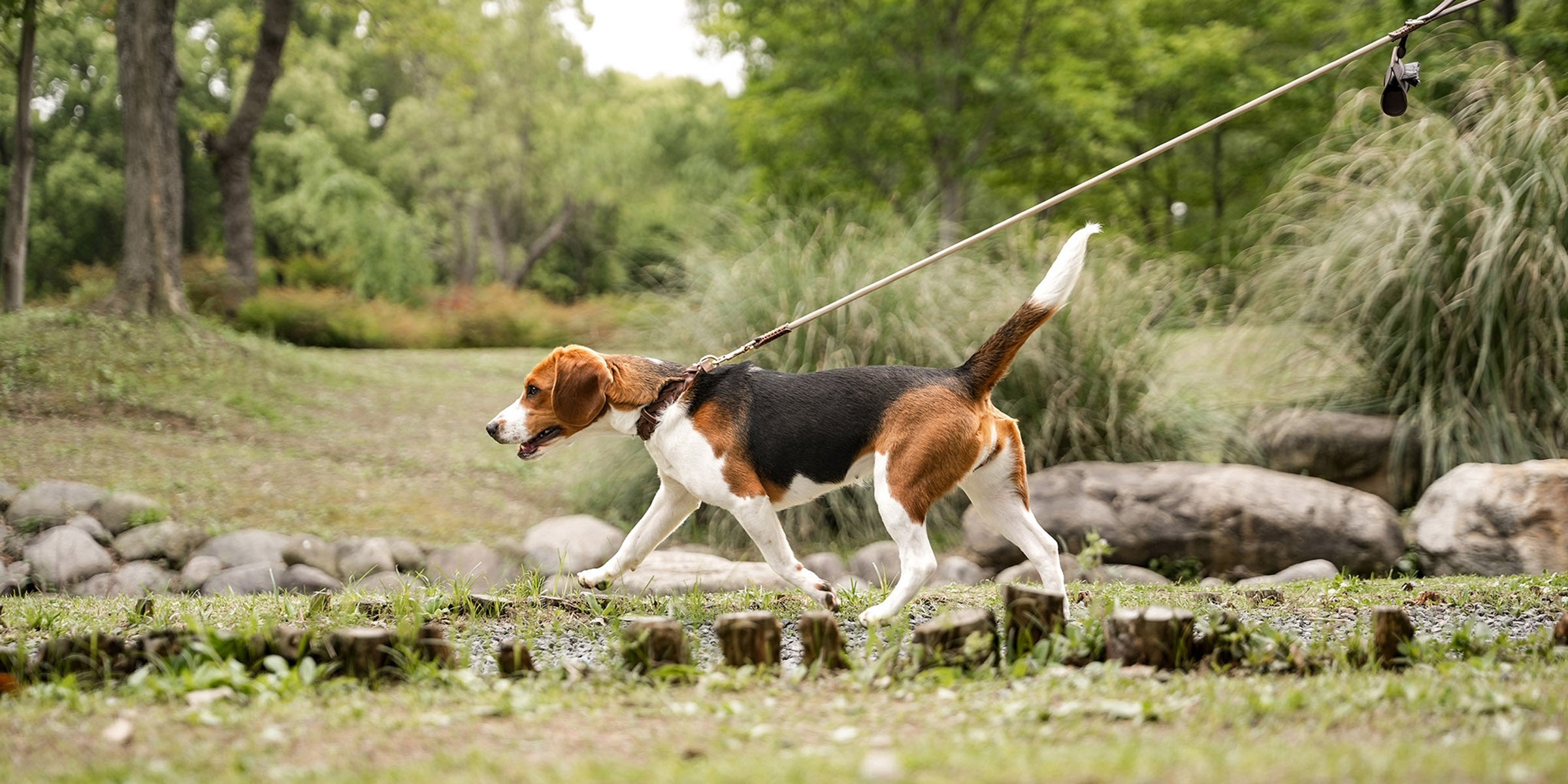 Dog wearing a leather collar and leash set during a daily walk