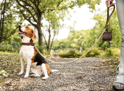 Everyday Walk Set video showing collar, leash, packaging, and walk accessories up close.
